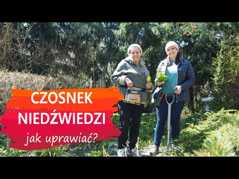 Jak uprawiać czosnek niedźwiedzi, kiedy go zbierać i jak rozmnażać