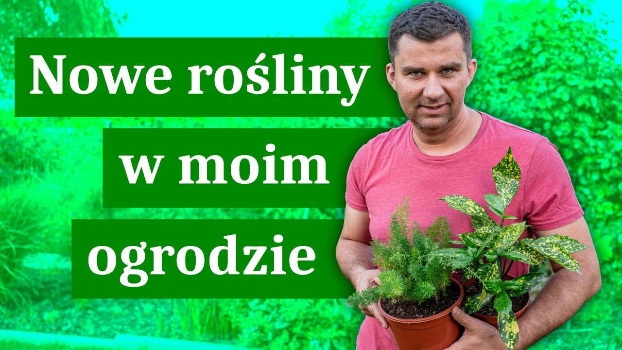 Nowe rośliny na taras.  Szparagi i aucuba. Super rośliny