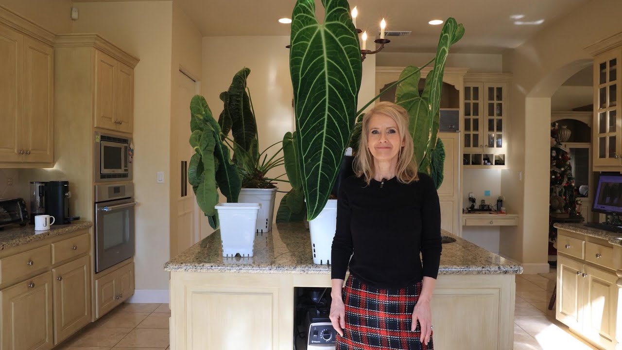 The largest Queen Anthurium Warocqueanum ever grown in a home? How to grow large Anthuriums