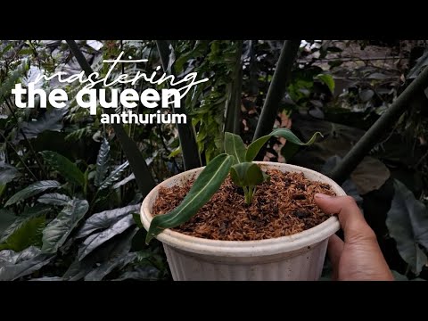 Mastering the Anthurium warocqueanum | Care, History, and Propagation Tips