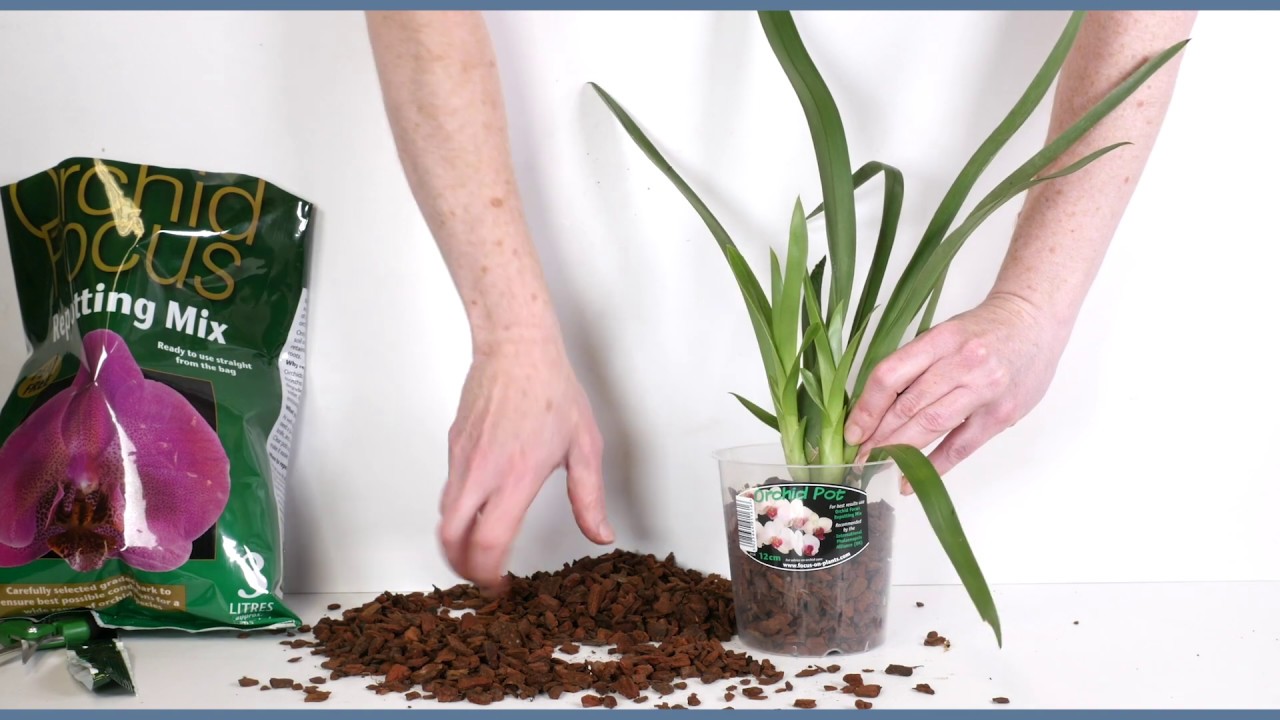 Repotting a Cambria Orchid from coir to bark