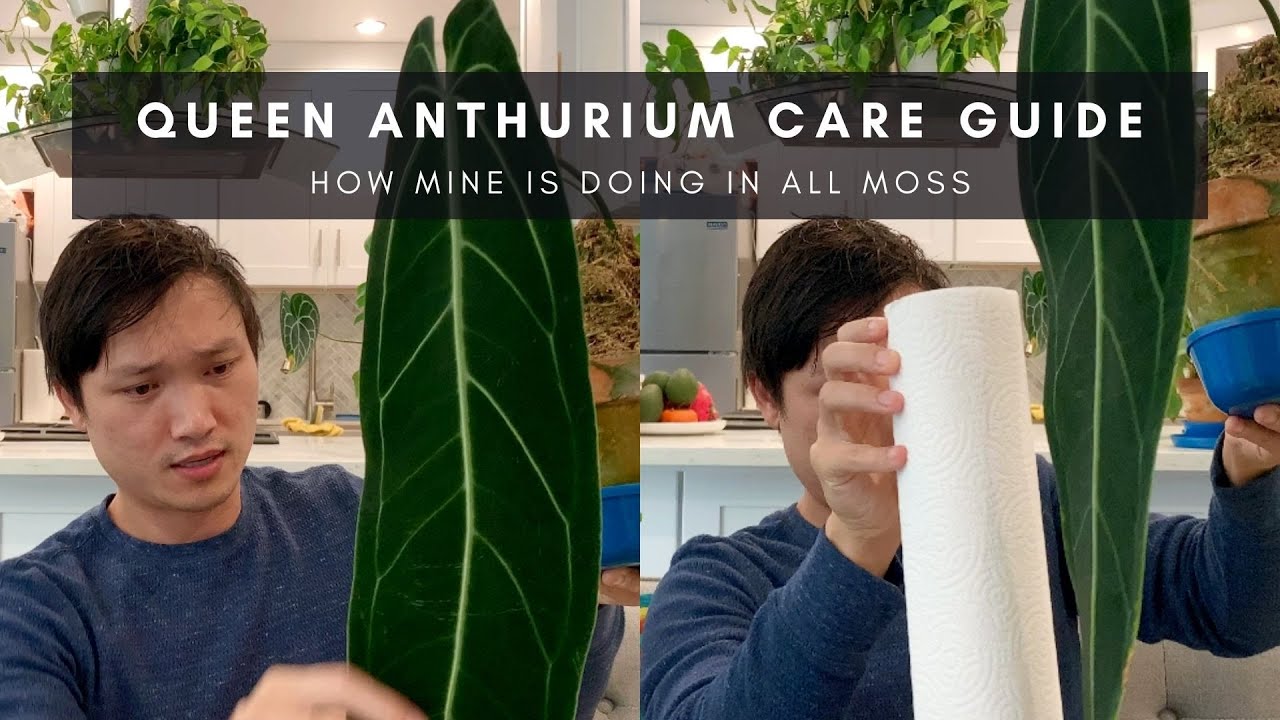 Queen Anthurium Warocqueanum | Practical Care Guide & Tips for All Rare Anthuriums | Ep 41