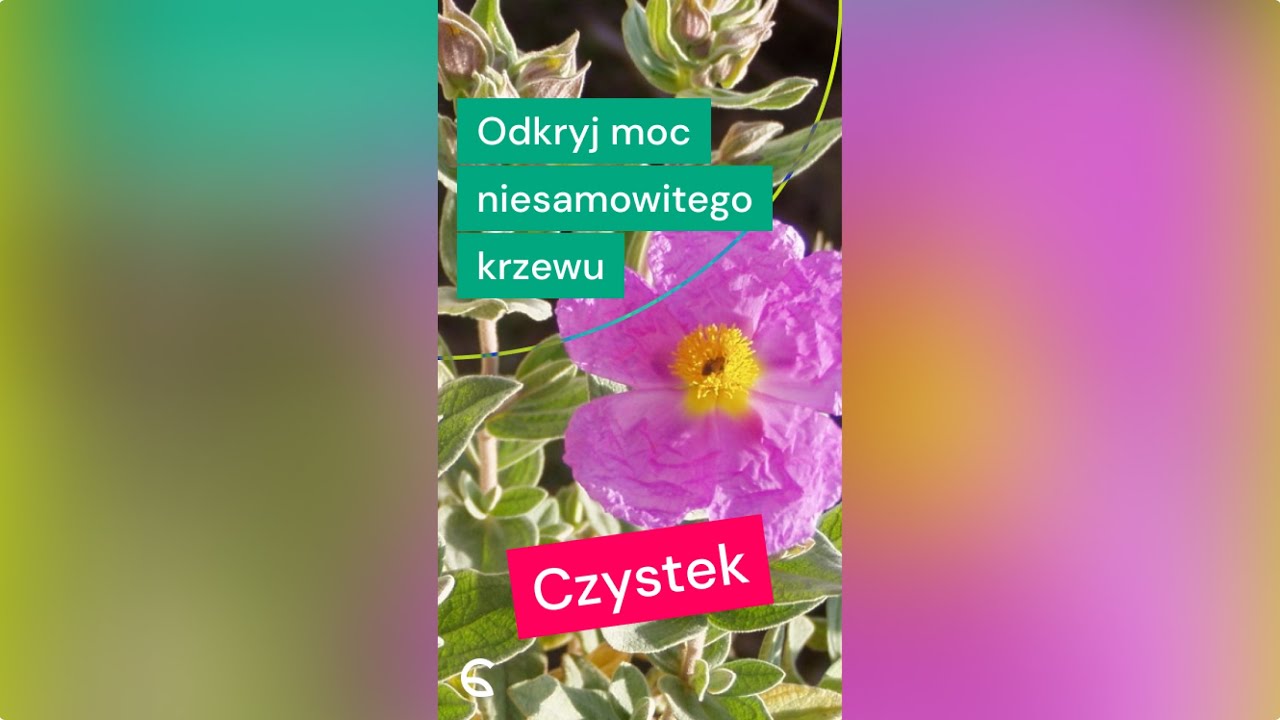 ✨ Czystek - Odkryj moc niesamowitego krzewu! 🌿