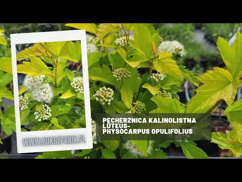 Pęcherznica kanolistna Luteus - Physocarpus opulifolius - Prezentacja sadzonki na pniu