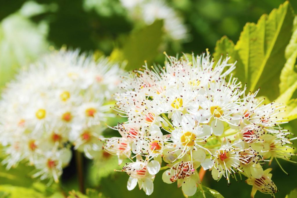Pęcherznica kalinolistna Luteus