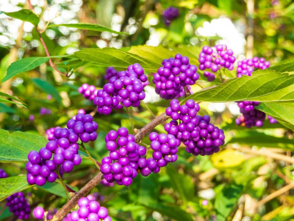 Pieknotka Bodiniera Callicarpa bodinieri