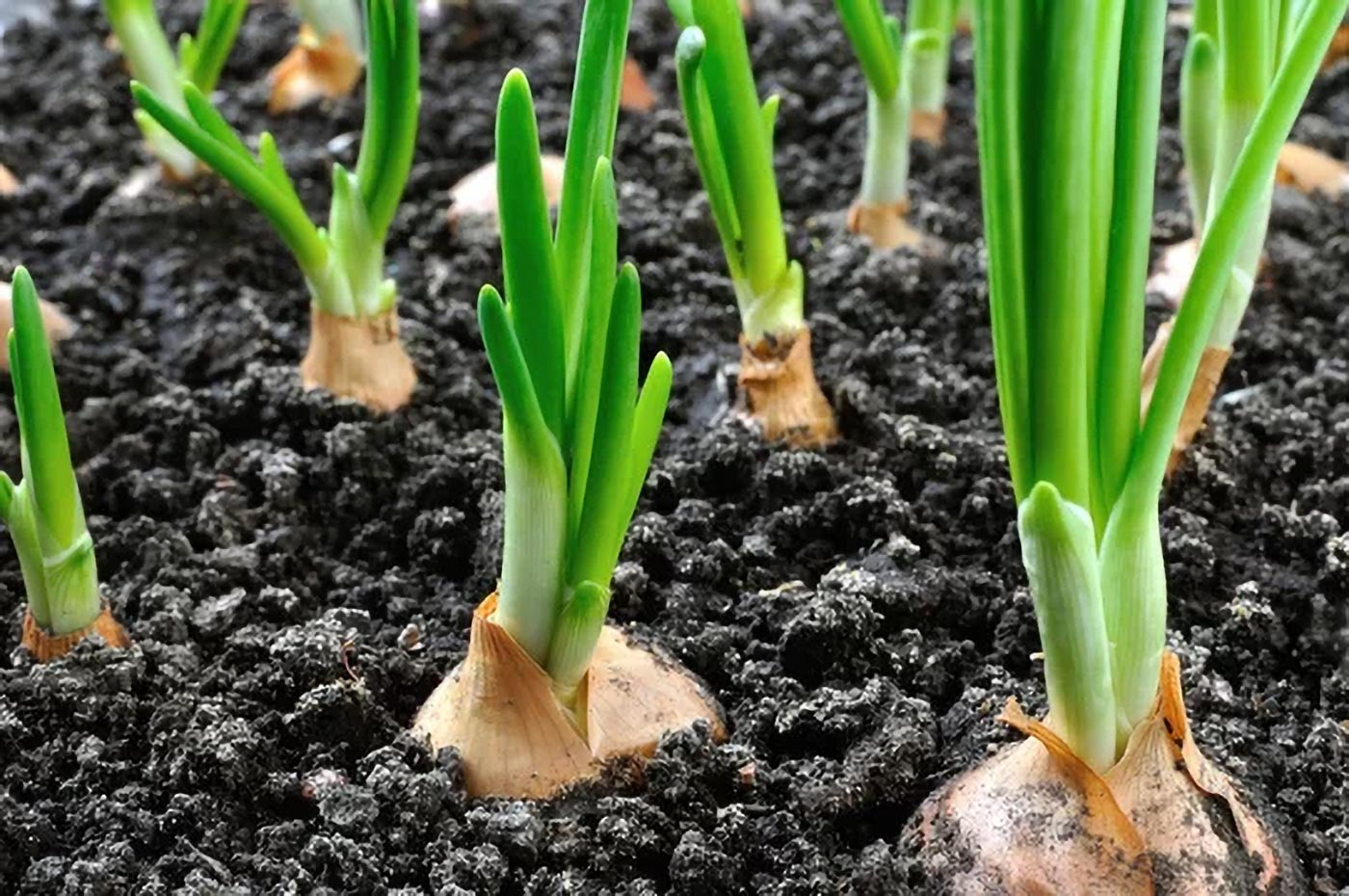 Stanowisko i wymagania glebowe cebuli