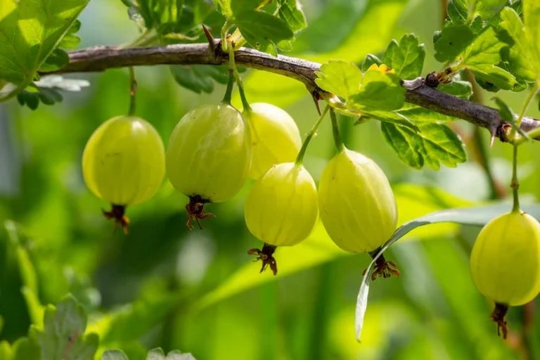 Agrest Ribes uva-crispa