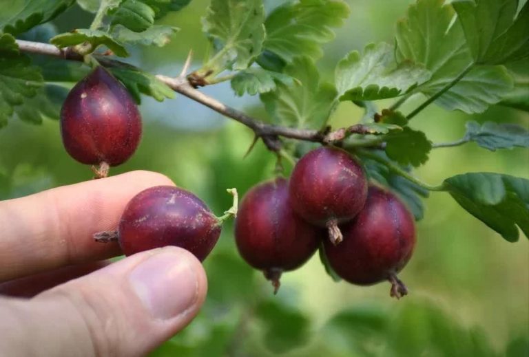 Agrest czerwony Ribes uva-crispa