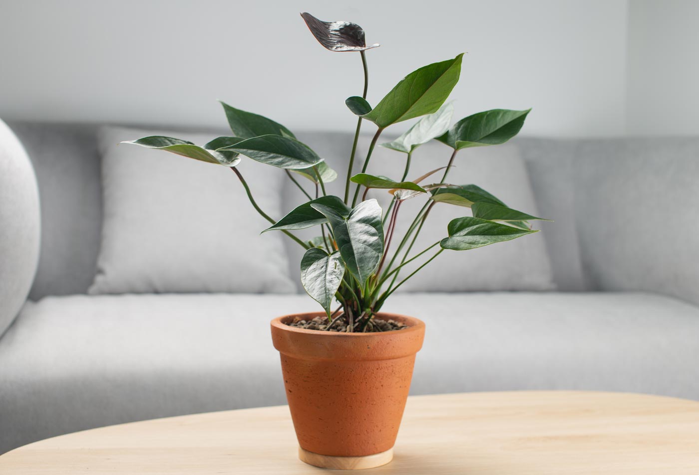 Anturium andrego Anthurium andraeanum