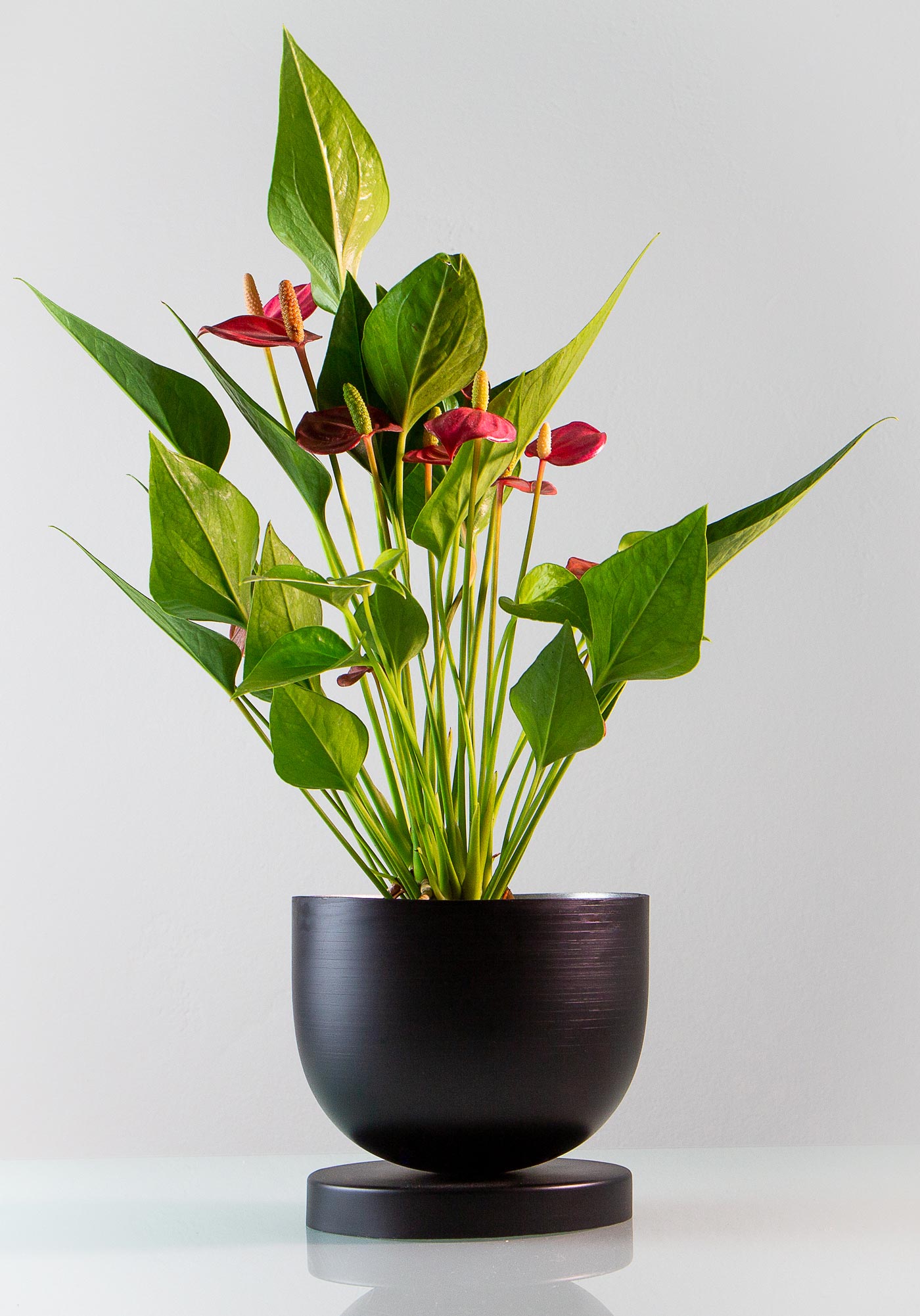 Anturium andrego w nowoczesnej aranżacji