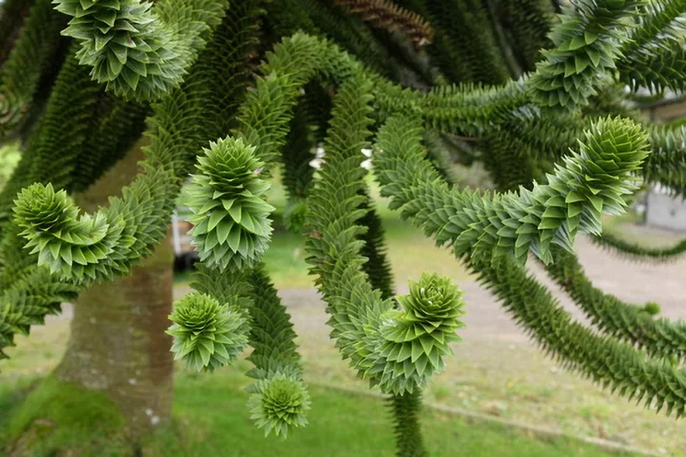 Araukaria chilijska Araucaria araucana