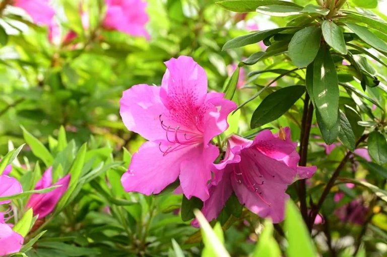 Azalia pontyjska Rhododendron luteum