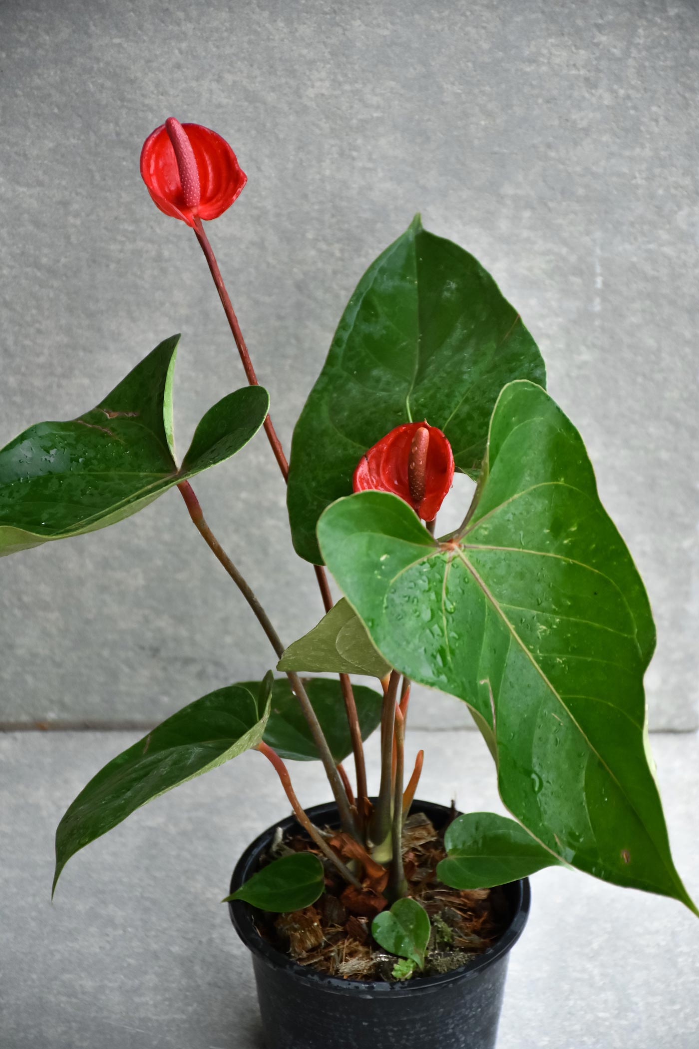 Duże zielone liście Anturium andrego Anthurium andraeanum