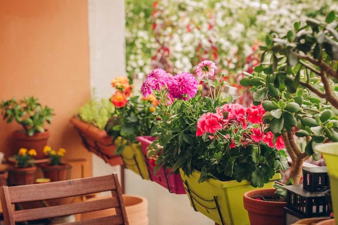 Stokrotka pospolita jest kwiatem idealnym do uprawy na balkonie