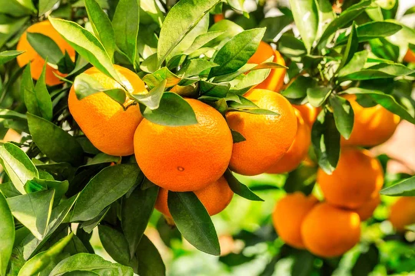 owoce na p pomarańcza