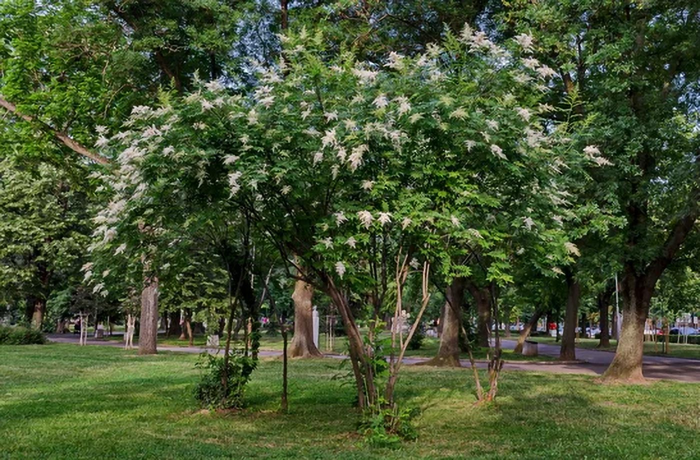 Lilak japoński, niskie drzewo ozdobne do ogrodu