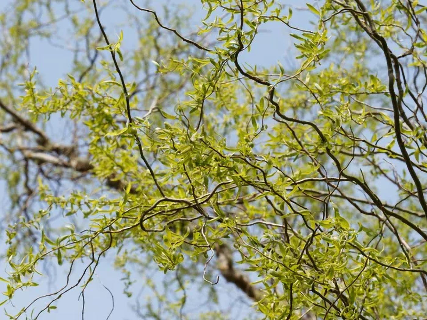 Wierzba mandżurska (gałęzie), niskie drzewo ozdobne do ogrodu