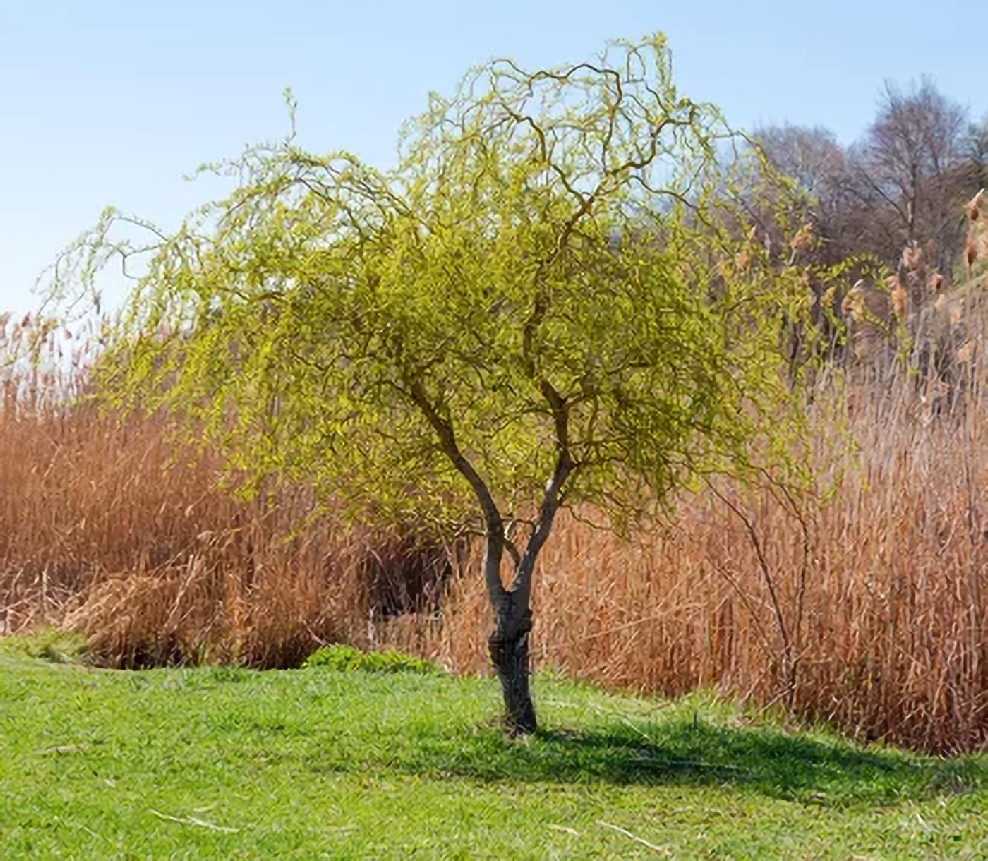 Wierzba mandżurska, niskie drzewo ozdobne do ogrodu
