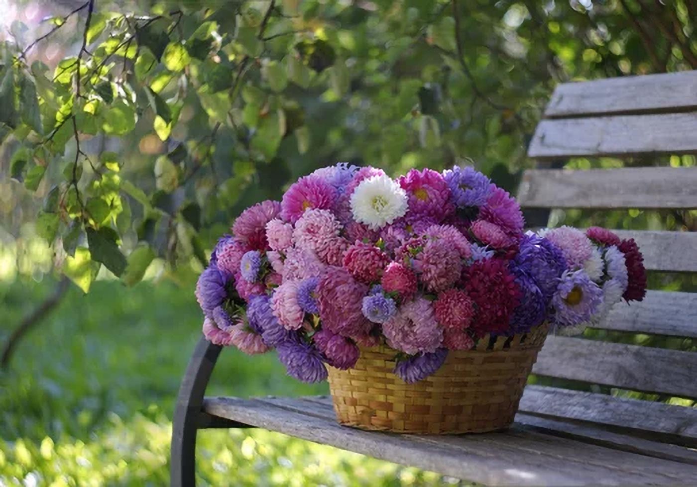 Kolorowe astry w koszu aranżacja kwiatów