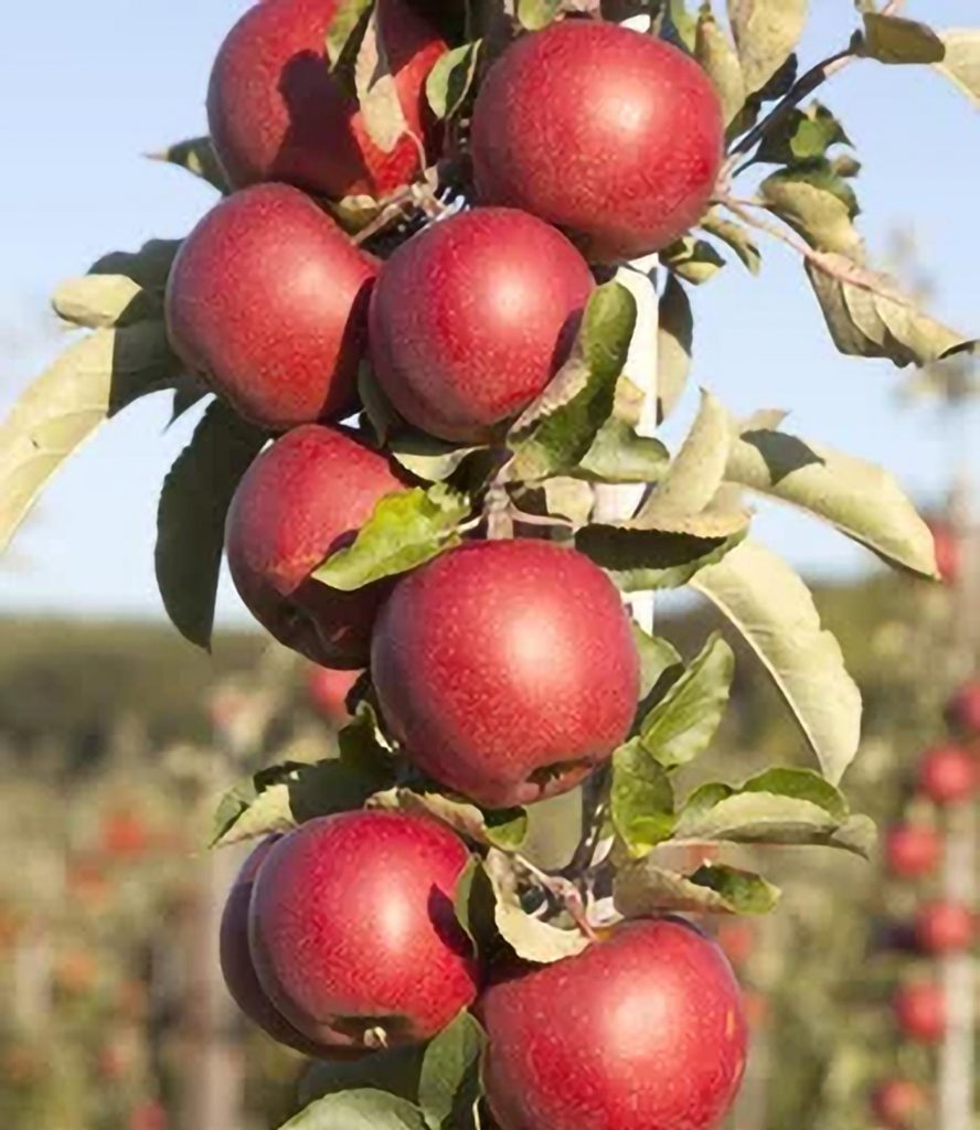 Drzewka owocowe kolumnowe - Jabłoń