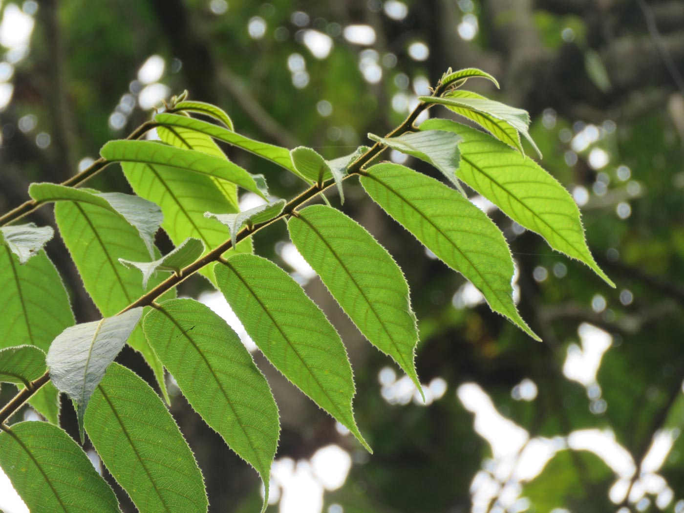 Liście drzewa Upas (Antiaris toxicaria)