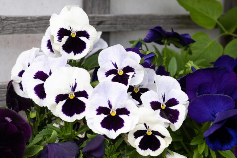 Biały Bratek Viola tricolor var. hortensis