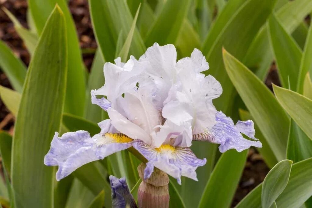 Kosaciec, Irys Bródkowaty (Iris barbata)