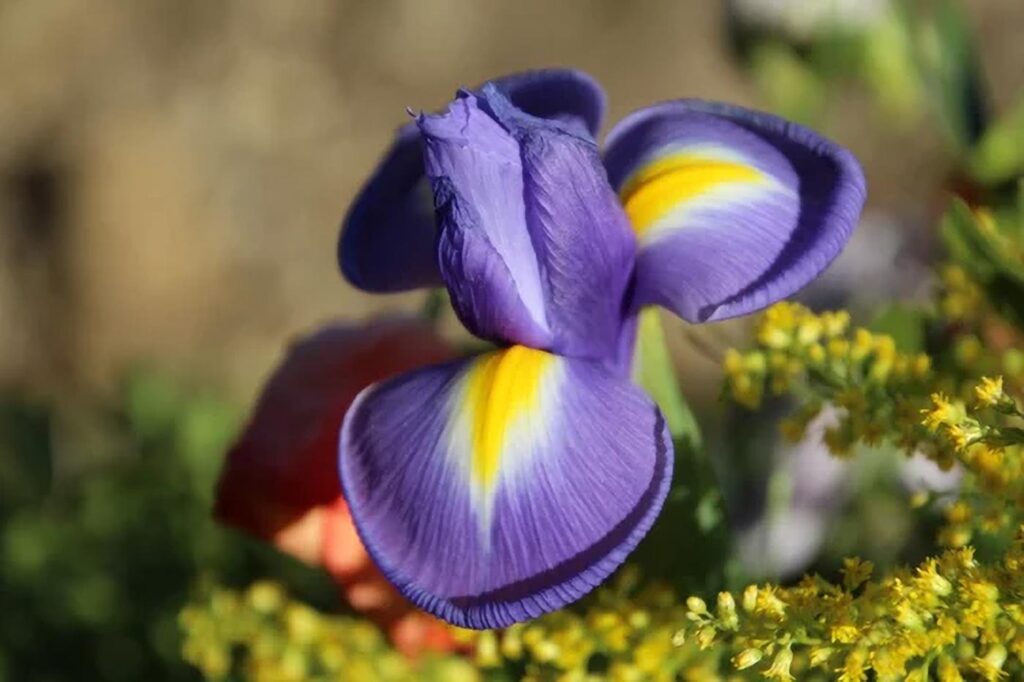 Kosaciec, Irys Holenderski (Iris x hollandica)