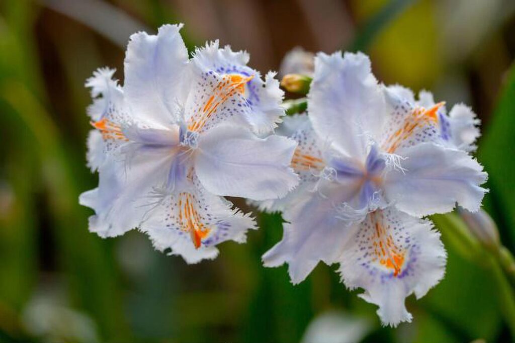 Kosaciec, Irys japoński (Iris japonica)