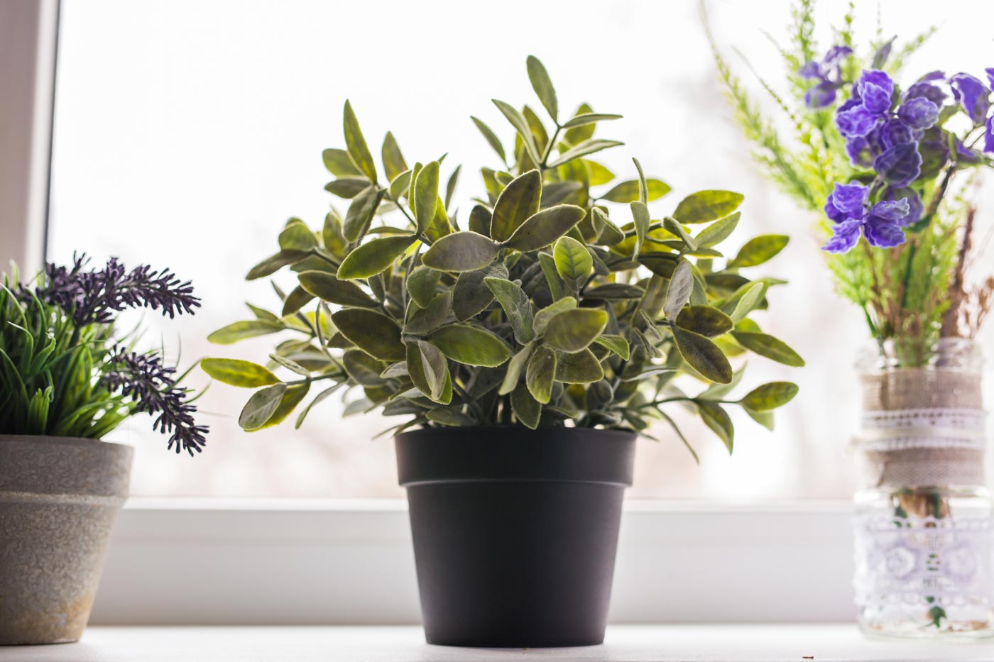 Utrzymaj dobrą kondycję roślin doniczkowych zimą