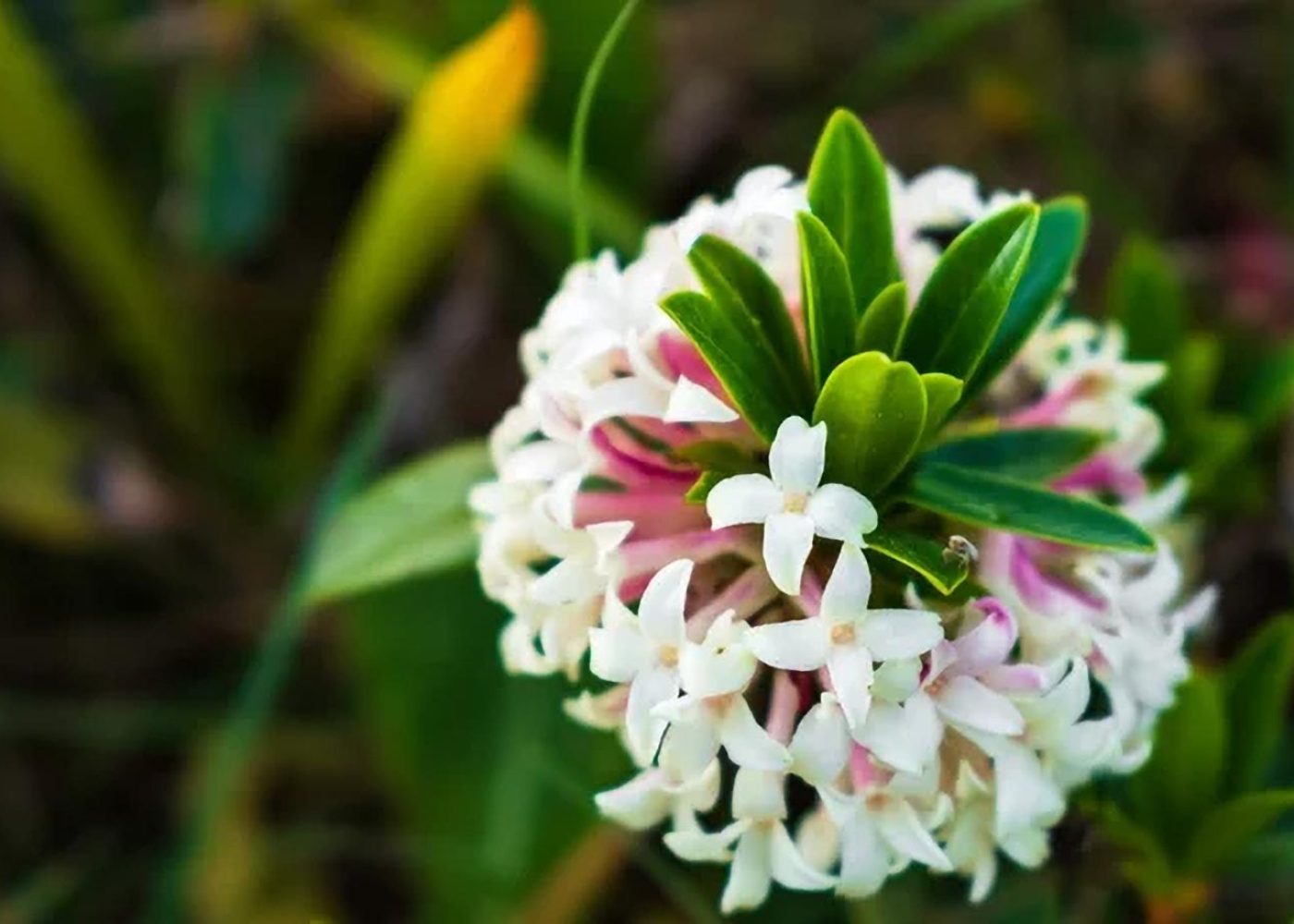 Abelia wielkokwiatowa Abelia grandiflora