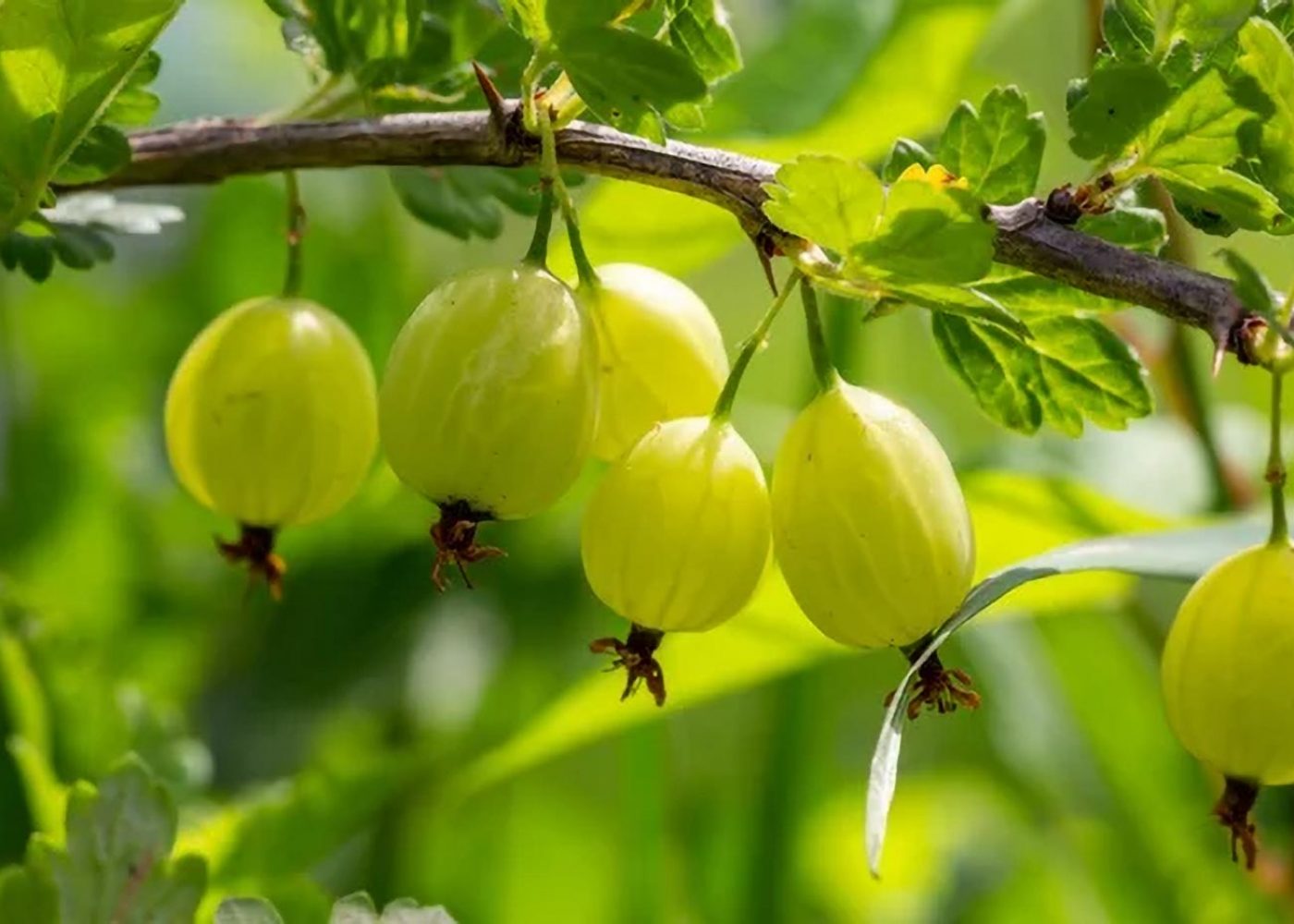 Agrest Ribes uva-crispa