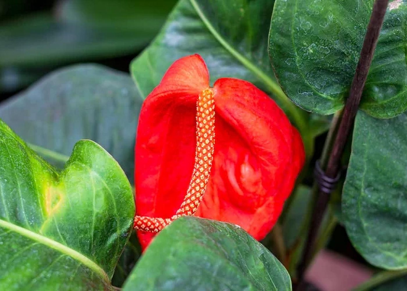 Anturium Scherzera (Anthurium scherzerianum) - WIOSNA 2023 | Gardenowa