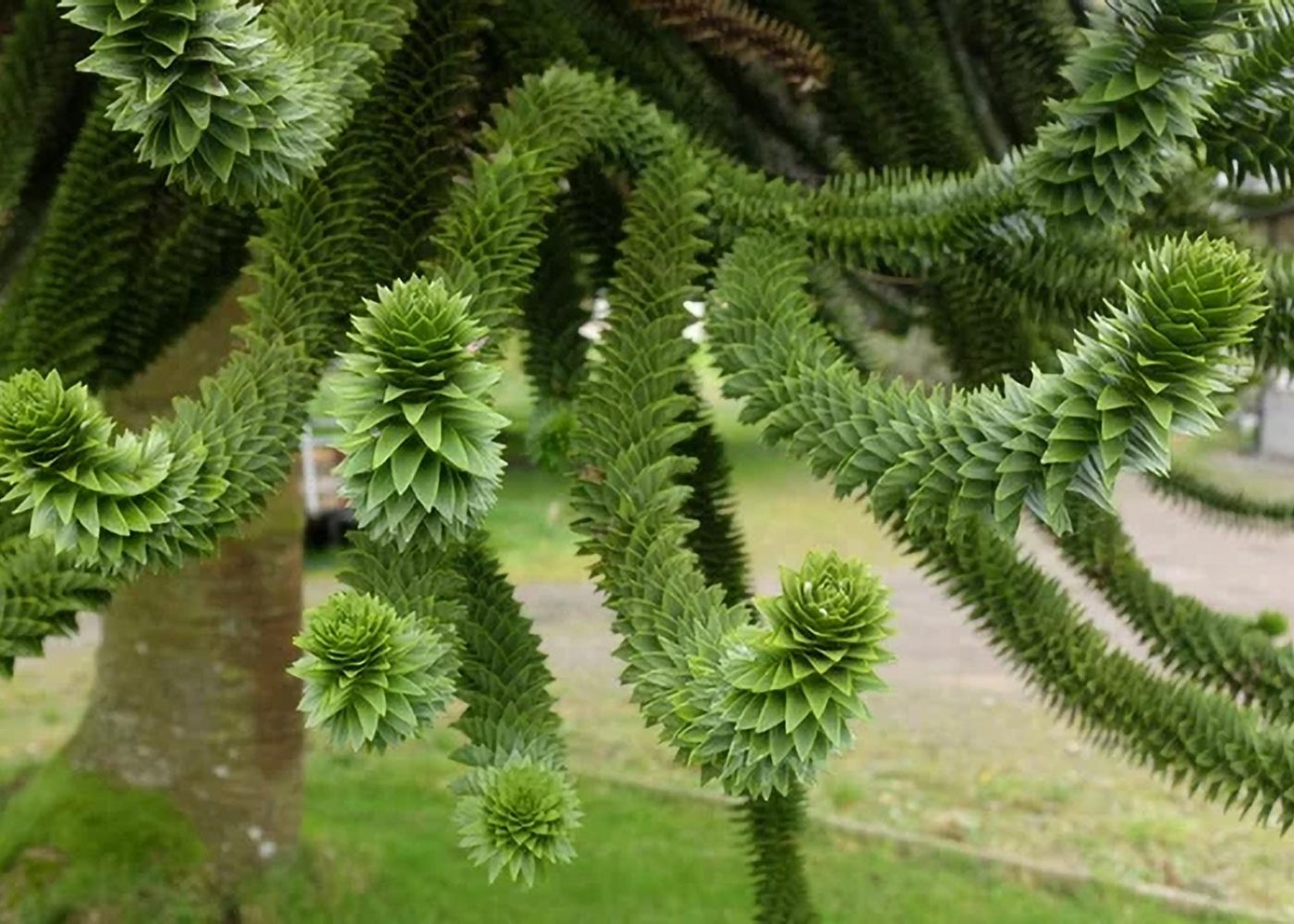 Araukaria chilijska Araucaria araucana