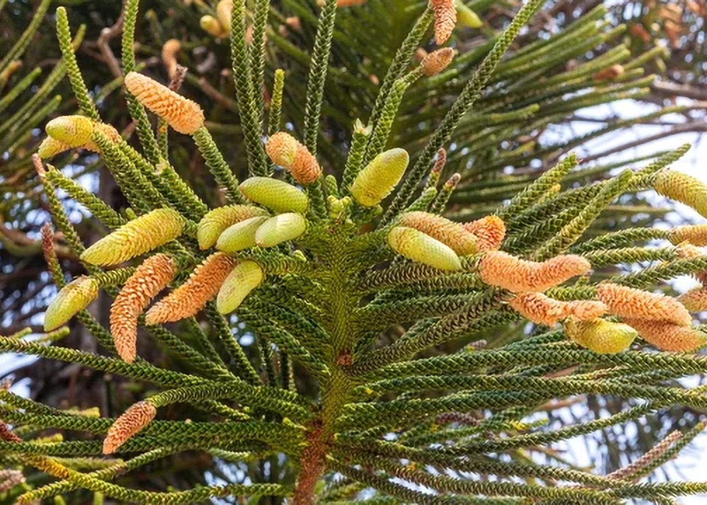 Araukaria wyniosła Araucaria excelsa