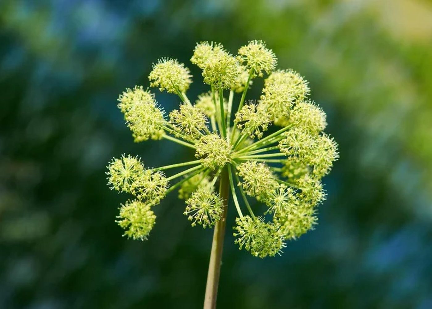Arcydzięgiel litwor Archangelica officinalis