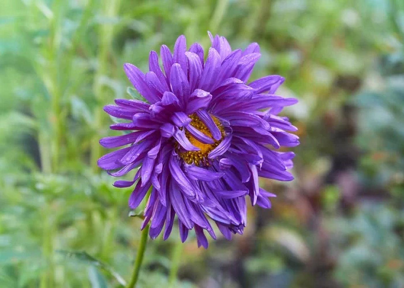 Aster chiński Callistephus chinensis