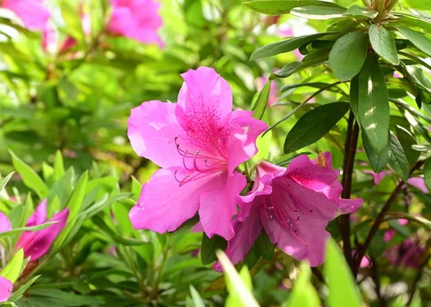 Azalia pontyjska Rhododendron luteum