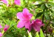 Azalia wielkokwiatowa Rhododendron