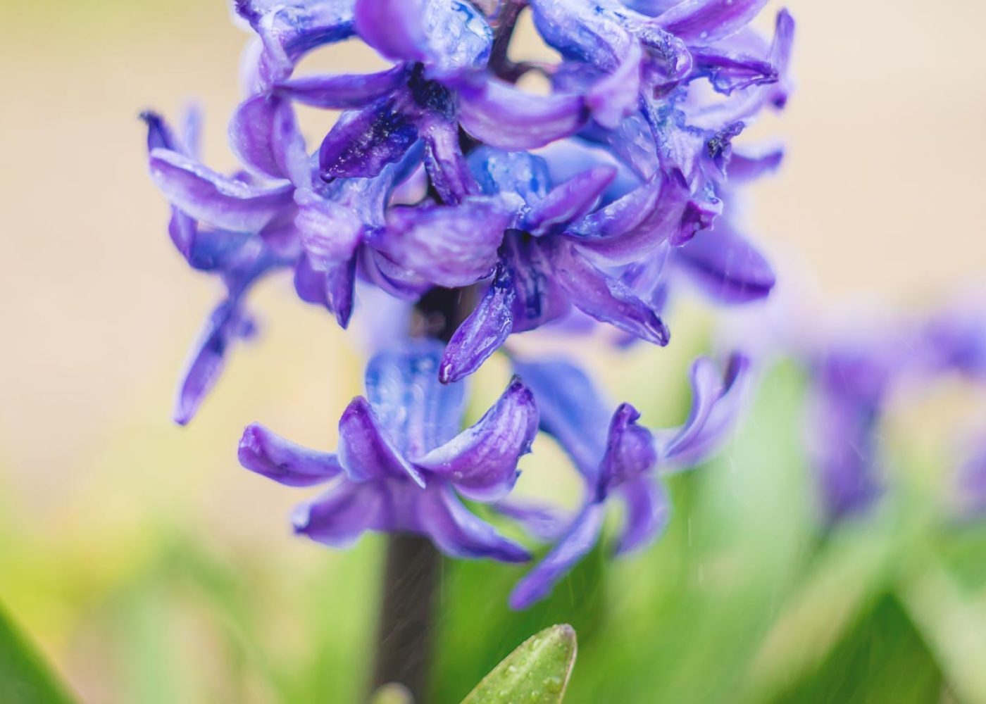 Hiacynt Hyacinthus