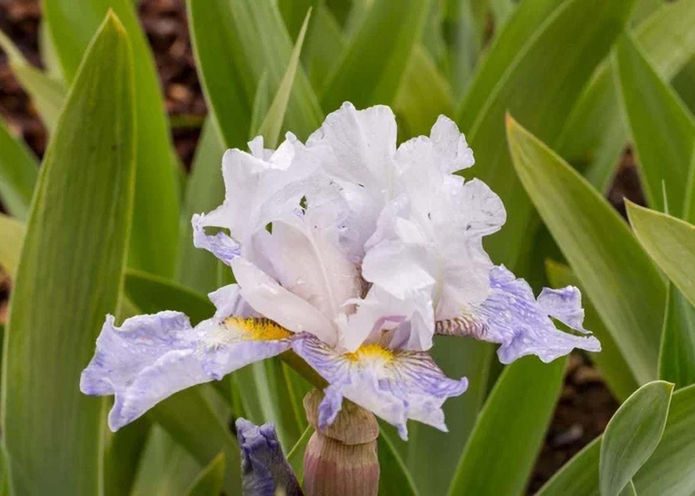 Kosaciec, Irys Bródkowaty (Iris barbata)