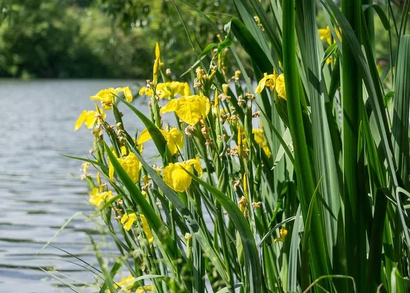 Kosaciec, Irys żółty (Iris pseudacorus)