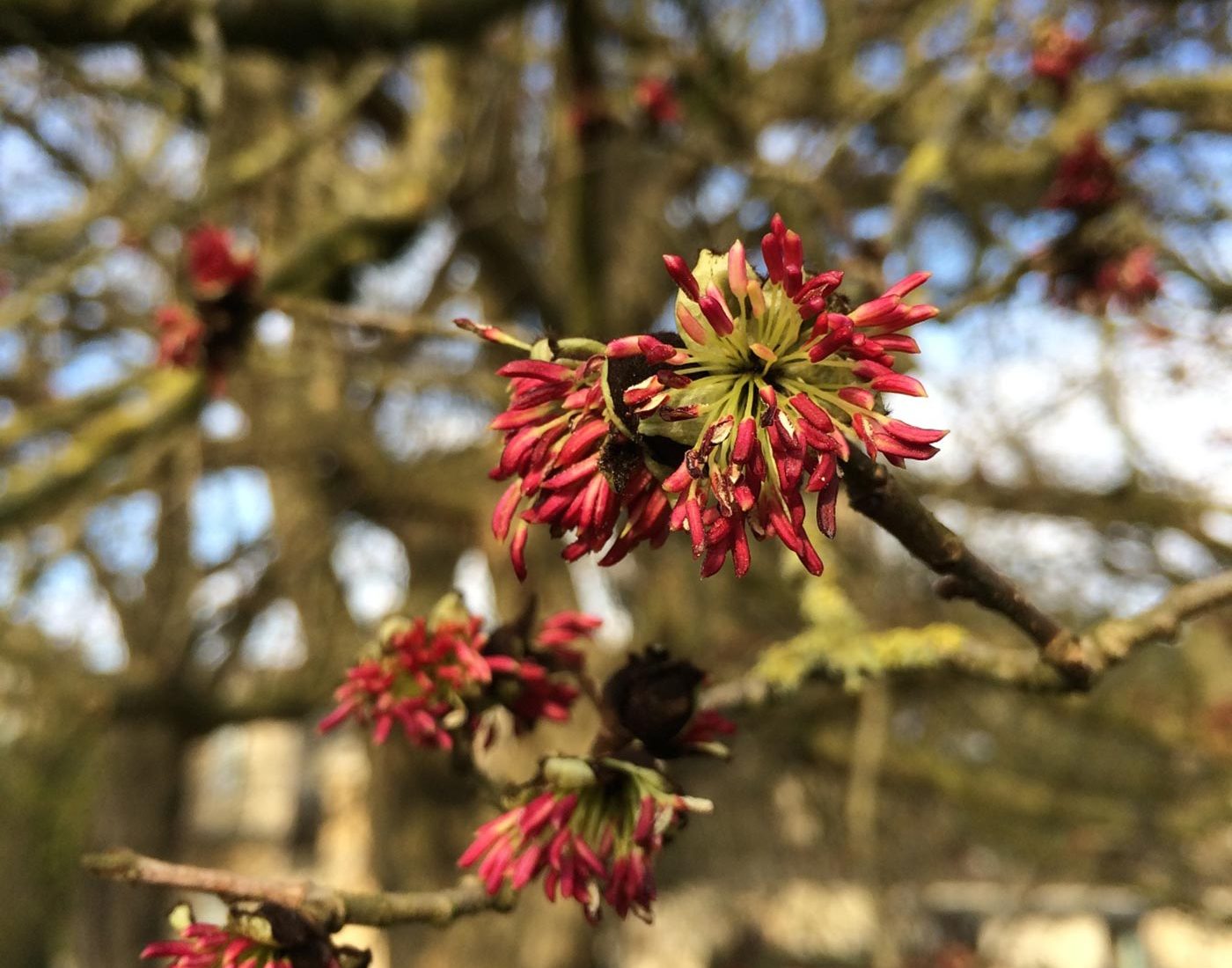 Parocja perska kwitnie