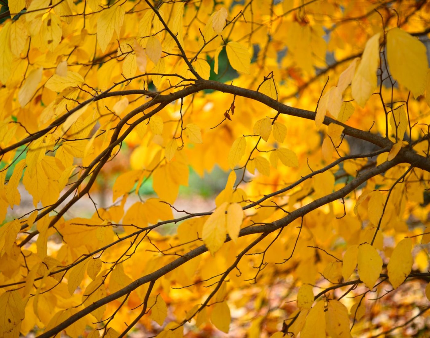 Kora Parocja gałęzie