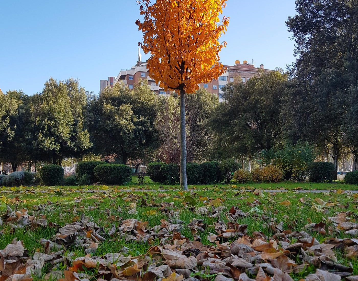 Młode drzewo Parocja perska