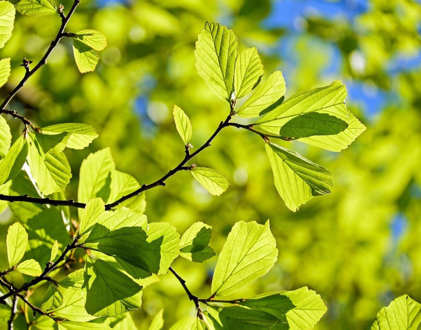 Parocja perska Parrotia persica