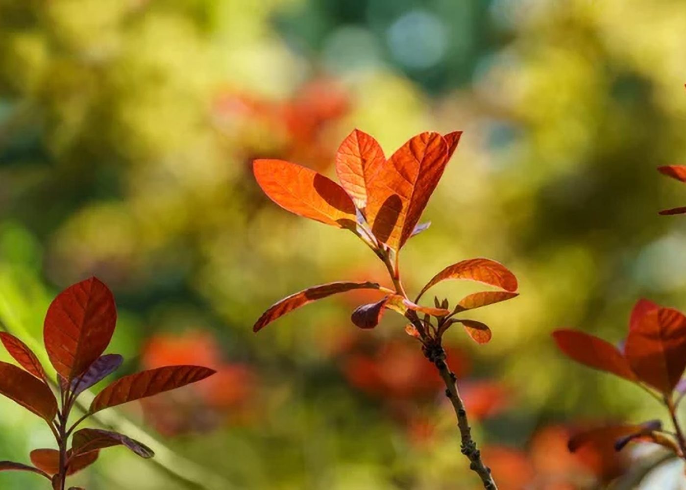 Perukowiec podolski royal purple