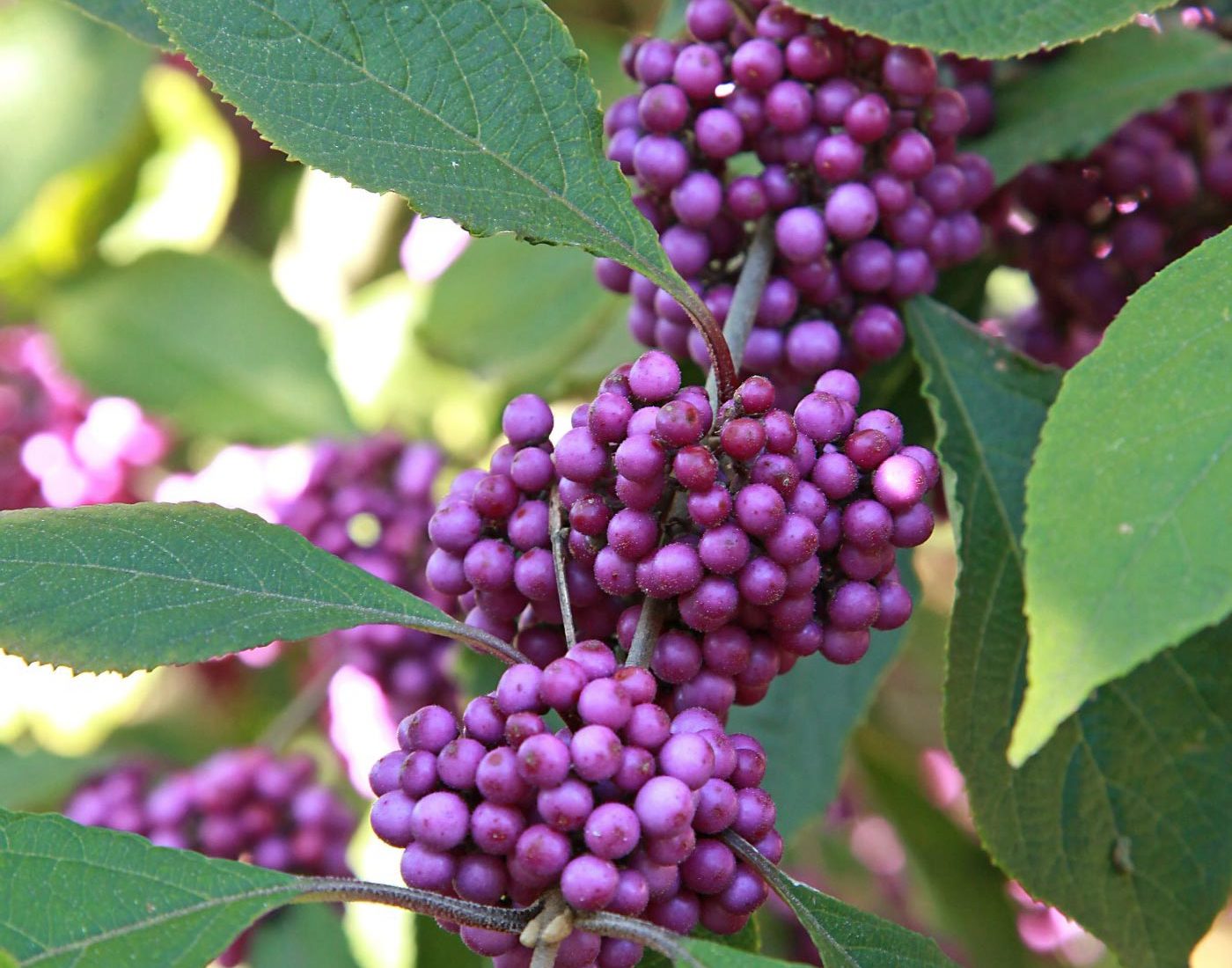 Pieknotka Bodiniera z bliska