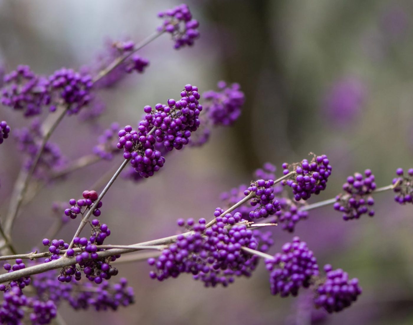 Pieknotka Bodiniera gałązki